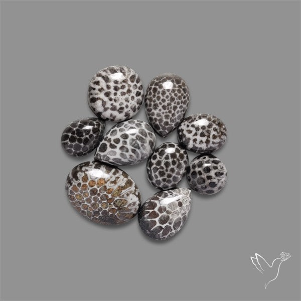 Black Fossil Coral Cabochons Lot