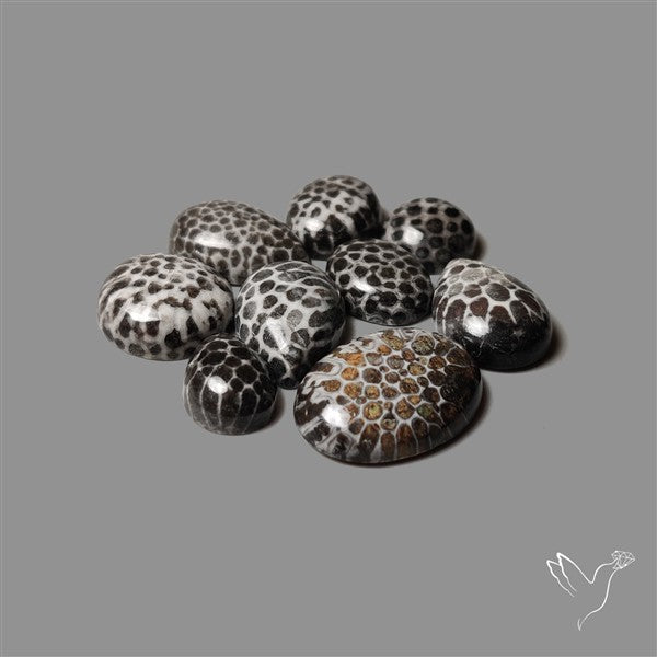 Black Fossil Coral Cabochons Lot