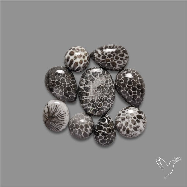 Black Fossil Coral Cabochons Lot