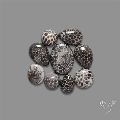 Black Fossil Coral Cabochons Lot