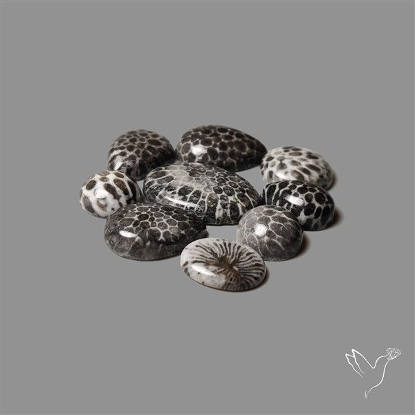 Black Fossil Coral Cabochons Lot