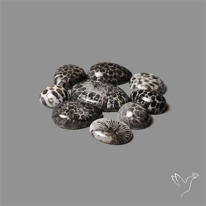 Black Fossil Coral Cabochons Lot