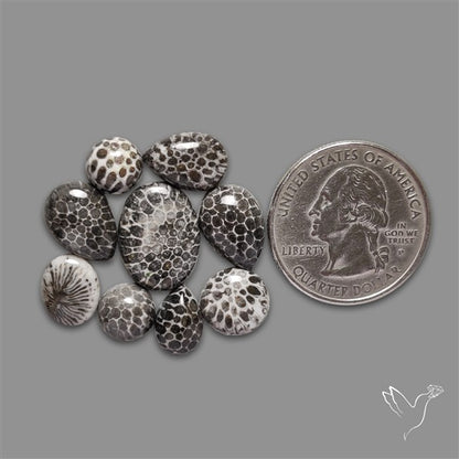 Black Fossil Coral Cabochons Lot