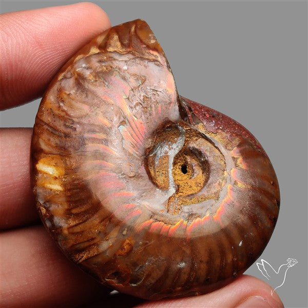 Large Ammolite Ammonite Fossil Specimen