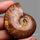 Large Ammolite Ammonite Fossil Specimen