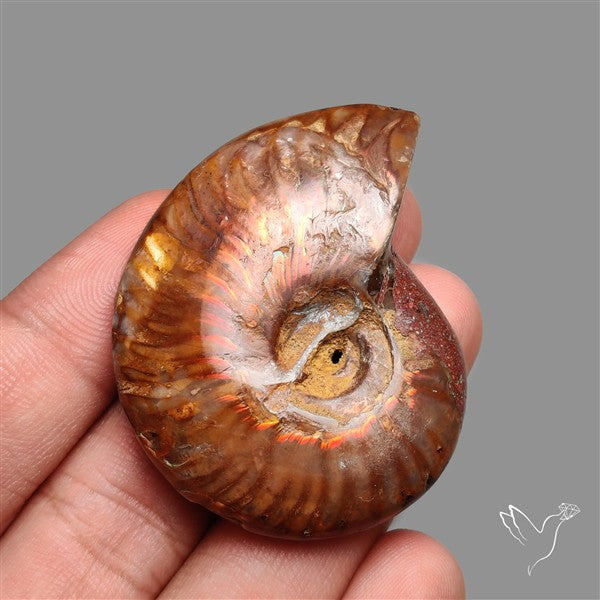 Large Ammolite Ammonite Fossil Specimen