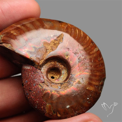 Large Ammolite Ammonite Fossil Specimen