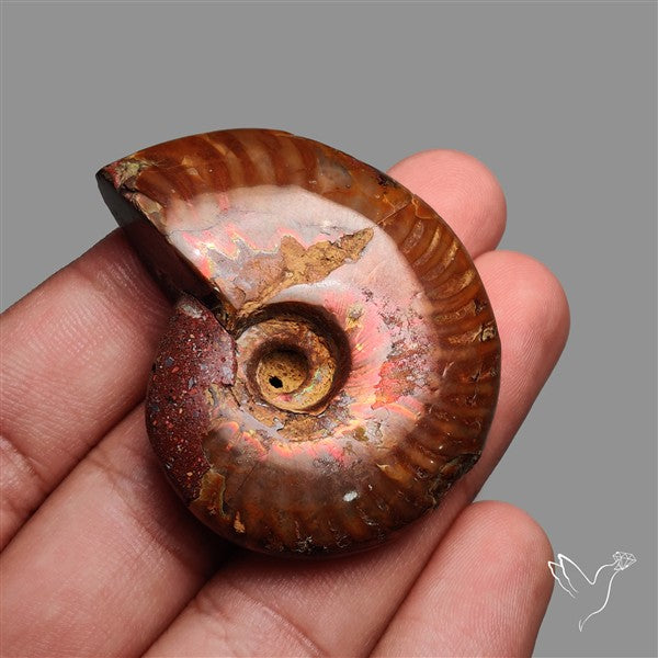 Large Ammolite Ammonite Fossil Specimen