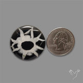 Black Septarian Cabochon