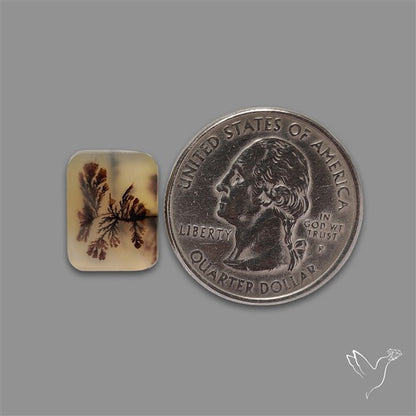 Scenic Agate Cabochon