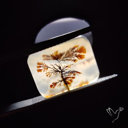Scenic Agate Cabochon