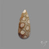 Fossil Coral Cabochon