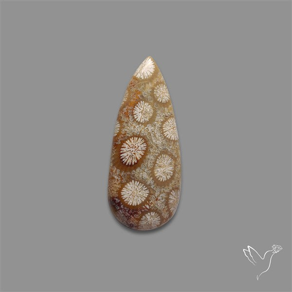 Fossil Coral Cabochon
