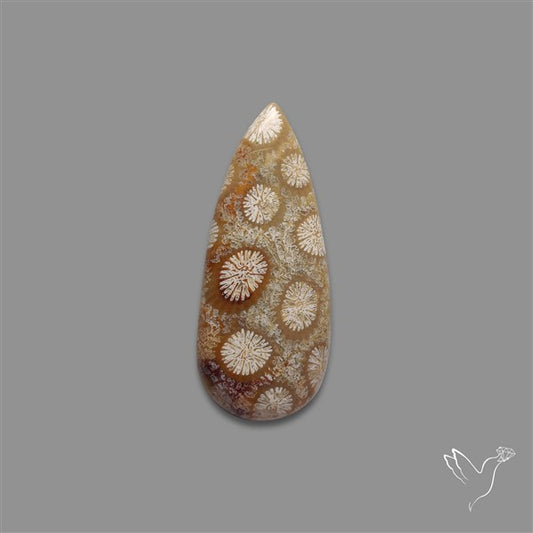 Fossil Coral Cabochon