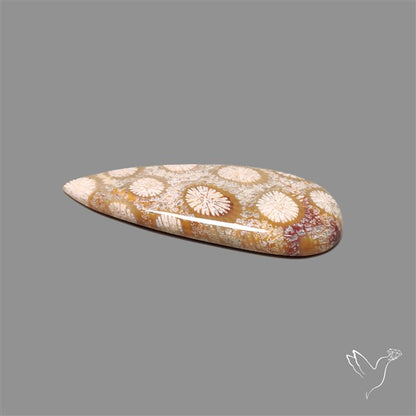 Fossil Coral Cabochon