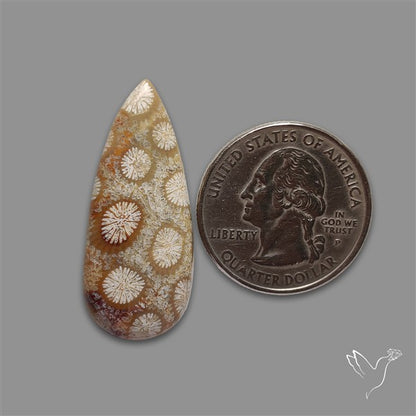 Fossil Coral Cabochon