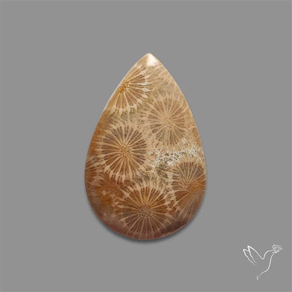 Fossil Coral Cabochon