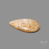 Fossil Coral Cabochon