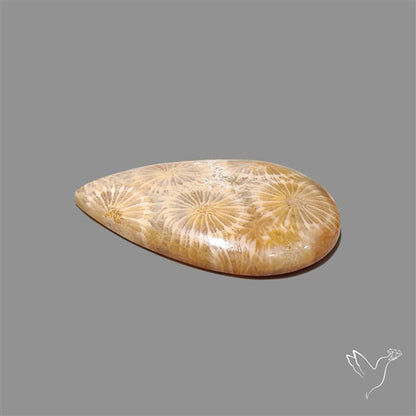 Fossil Coral Cabochon