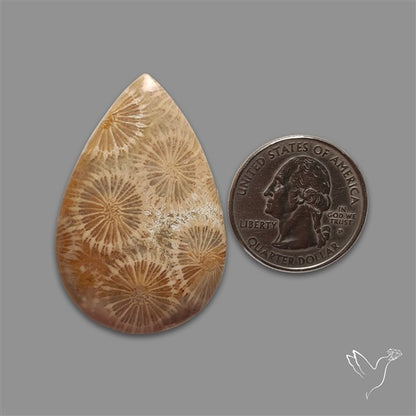 Fossil Coral Cabochon