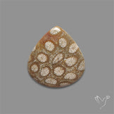 Fossil Coral Cabochon