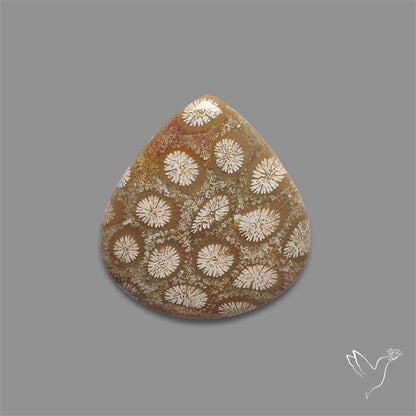 Fossil Coral Cabochon