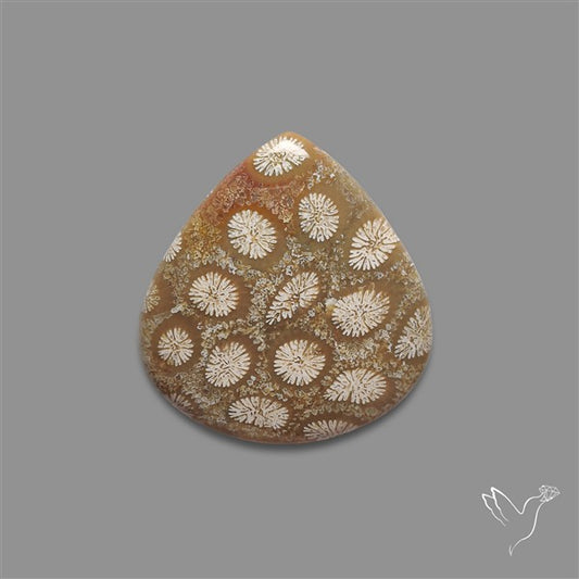 Fossil Coral Cabochon