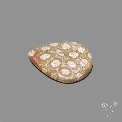 Fossil Coral Cabochon