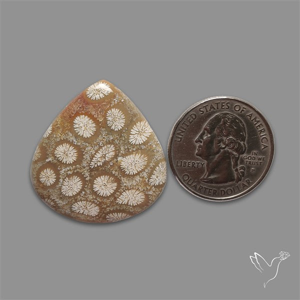 Fossil Coral Cabochon