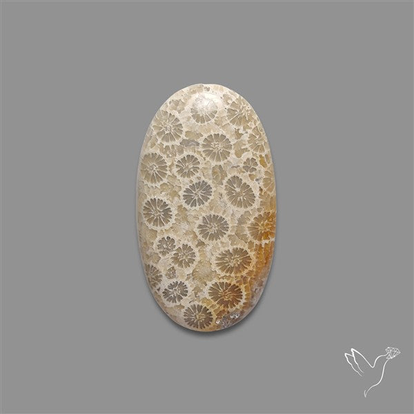 Fossil Coral Cabochon