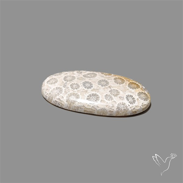 Fossil Coral Cabochon