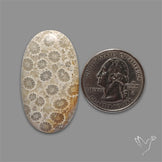 Fossil Coral Cabochon
