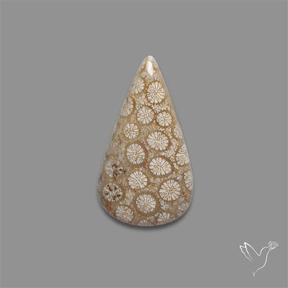 Fossil Coral Cabochon