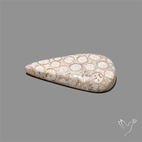 Fossil Coral Cabochon