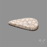 Fossil Coral Cabochon