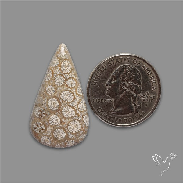 Fossil Coral Cabochon