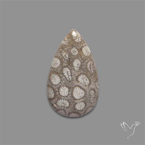 Fossil Coral Cabochon