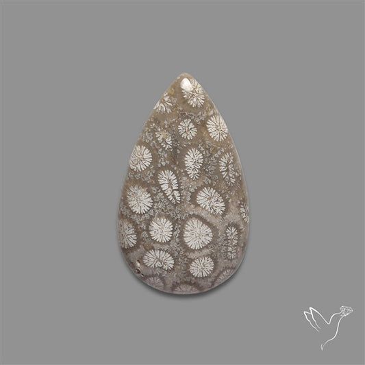 Fossil Coral Cabochon