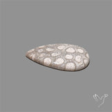 Fossil Coral Cabochon