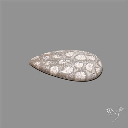 Fossil Coral Cabochon