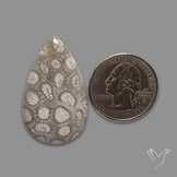 Fossil Coral Cabochon