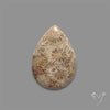 Fossil Coral Cabochon