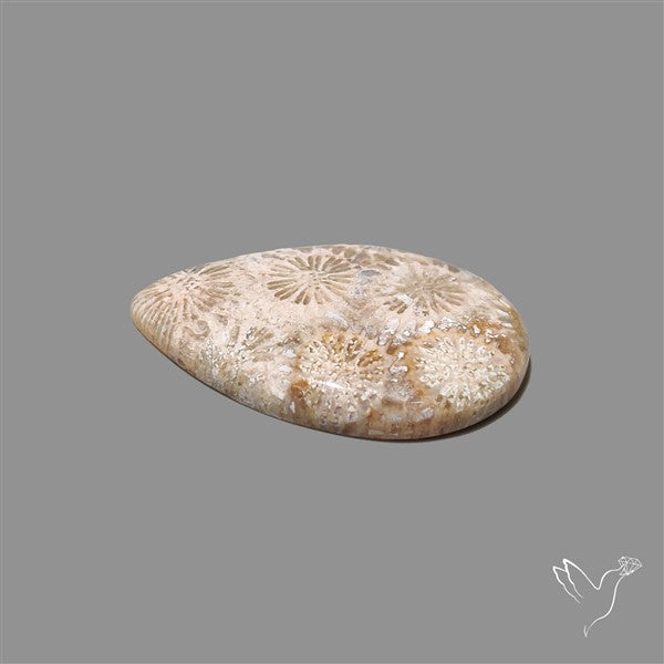Fossil Coral Cabochon