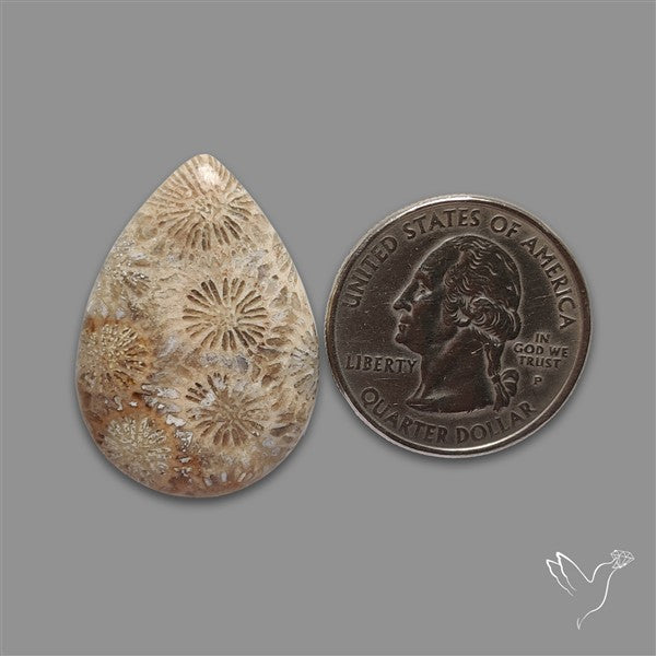 Fossil Coral Cabochon