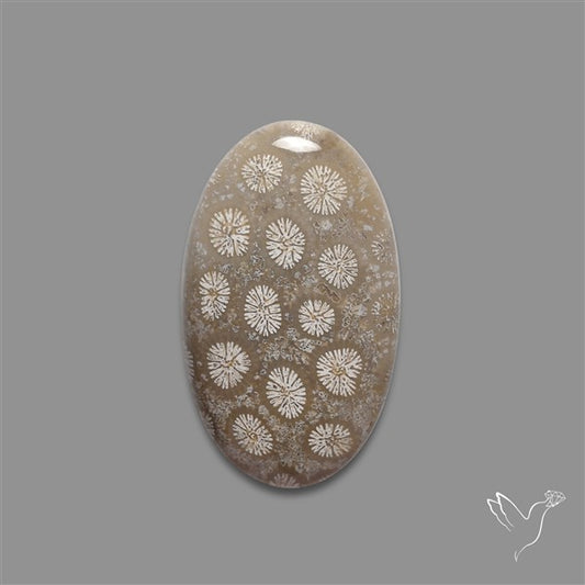 Fossil Coral Cabochon