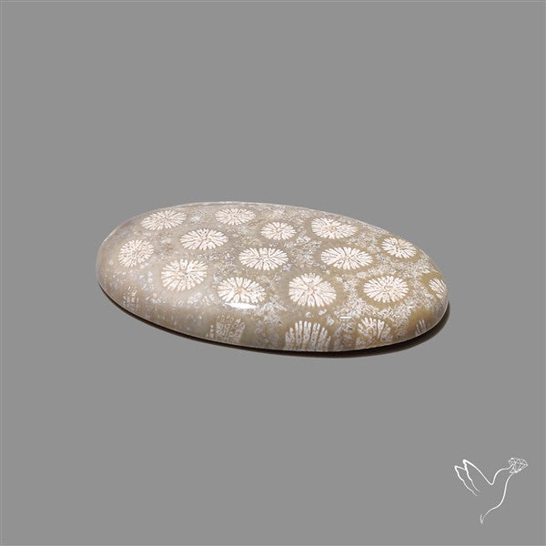 Fossil Coral Cabochon