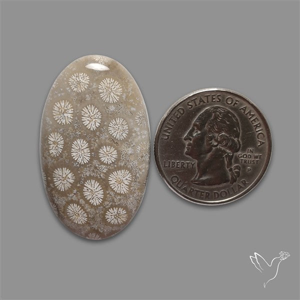 Fossil Coral Cabochon