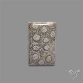 Fossil Coral Cabochon