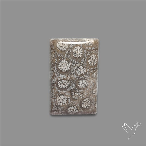 Fossil Coral Cabochon