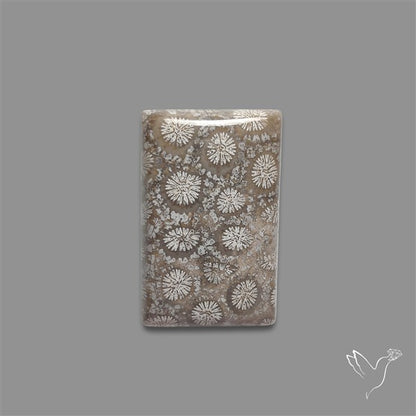 Fossil Coral Cabochon